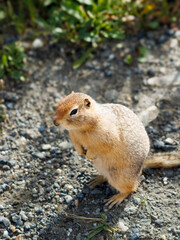 A small, furry, light brown ground squirrel stands on its hind legs on a gravel path, looking to the left. Green plants are blurred in the background.