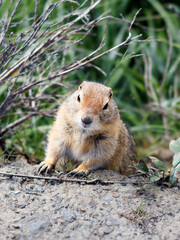 A small, furry gopher or ground squirrel with light brown fur and black eyes sits on the dirt, looking directly at the viewer. Green foliage and dry branches are in the blurred background.