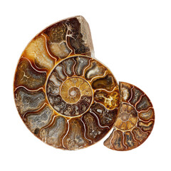 Fossil ammonite pair, intricate spiral