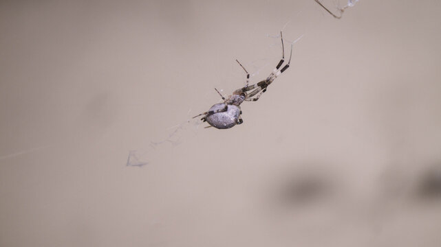 A closeup shot of a Hackled Orb-weaver spider. Taken from Las Pinas, NCR, Philippines.