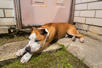 American Staffordshire Terrier dog resting on a concrete porch outdoors. Brown and white Amstaff...