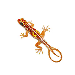 Orange gecko with red stripes and spots