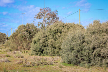 coastal trees in field and electricity line