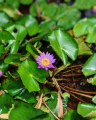 mid-day scene of a decently bloomed water-lily in pink and violet colours with all its big, green leaves spread over the pond.