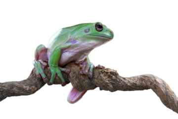 Dumpy frog "litoria caerulea" on isolated background, Green tree frog on branch	