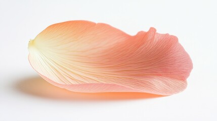 Soft pink rose petal resting on a smooth surface captures delicate beauty in full bloom