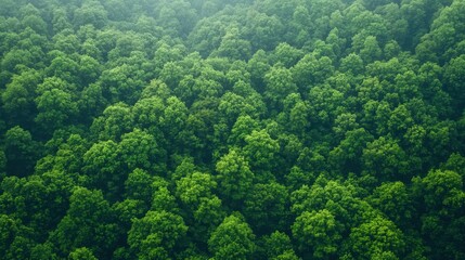 Fototapeta premium Dense green forest canopy showcasing diverse foliage during a sunny day