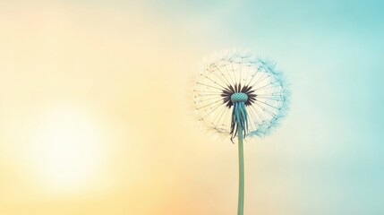 Dandelion seed head illuminated by early morning light against a gentle pastel sky