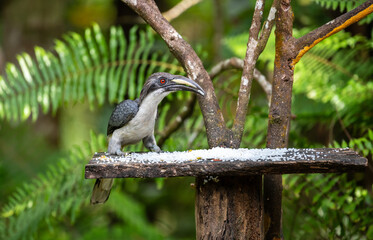 Sri Lanka grey hornbill (Ocyceros gingalensis) feeding on a birdfeeder.