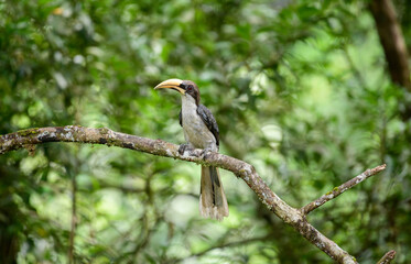 Sri Lanka grey hornbill (Ocyceros gingalensis) perched on a mossy branch in the Sinharaja Forest Reserve. Distinctive long bill and plumage stand out against the dense green foliage backdrop