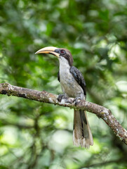 Sri Lanka grey hornbill (Ocyceros gingalensis) perched on a mossy branch in the Sinharaja Forest Reserve. Distinctive long bill and plumage stand out against the dense green foliage backdrop