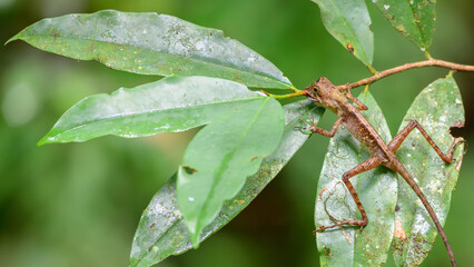 Brown-patched Kangaroo Lizard, also known as the Sri Lankan Kangaroo Lizard, on a green leaf in the...