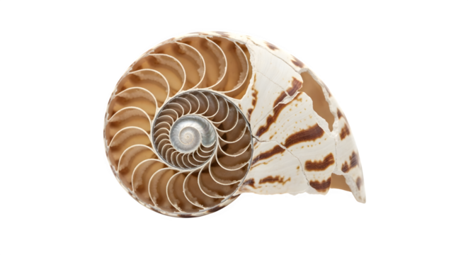 Nautilus shell cut in half isolated on transparent background the shell has a spiral shape and a pearly interior with brown and white markings