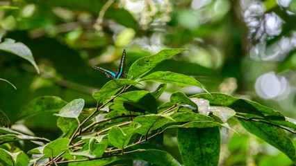 Narrow-banded banded bluebottle butterfly resting on a leaf in the Sinharaja rain forest.