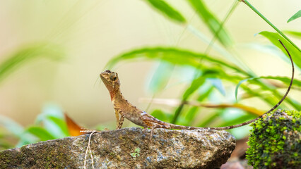 Brown-patched Kangaroo Lizard, also known as the Sri Lankan Kangaroo Lizard, resting on a rock in the Sinharaja rainforest. Endemic reptile species