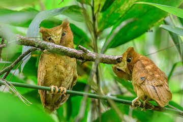 Obraz premium Pair of Serendib scops owls (Otus thilohoffmanni), an endemic and rare species, perched quietly among the green foliage of the Sinharaja Forest Reserve in Sri Lanka