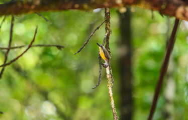 White-throated Flowerpecker, also known as Legge's flowerpecker (Dicaeum vincens), is perched upside down on a mossy branch inside the lush Sinharaja rainforest