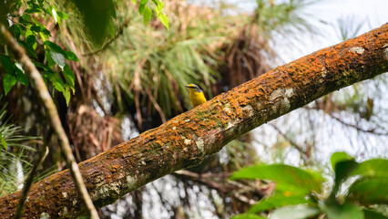 Orange minivet female (Pericrocotus flammeus) bird perched on a moss-covered branch in the Sinharaja Forest Reserve