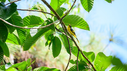 Orange minivet female (Pericrocotus flammeus) bird perched in a tree branch at Sinharaja Forest Reserve