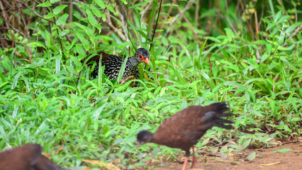 Sri Lanka spurfowl (Galloperdix bicalcarata) male bird emerging from the grass cover at Sinharaja Forest Reserve