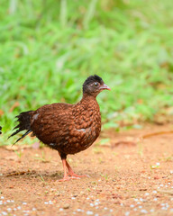 Beautiful Sri Lanka spurfowl Female portrait (Galloperdix bicalcarata), on the forest floor at Sinharaja Forest Reserve