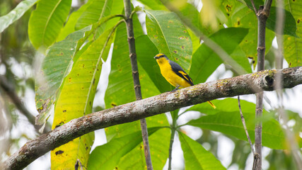 Orange minivet female (Pericrocotus flammeus) bird perched in a tree branch at Sinharaja Forest Reserve