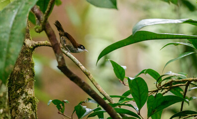 Dark-fronted babbler (Dumetia atriceps) bird perched on a tree branch in the Sinharaja forest reserve. The bird is surrounded by green leaves and a natural habitat
