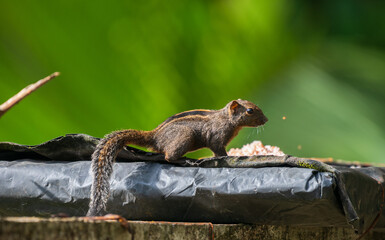 Dusky-striped squirrel (Funambulus layardi) eating food from a bird feeder. Green blurred natural background at Sinharaja Forest Reserve.