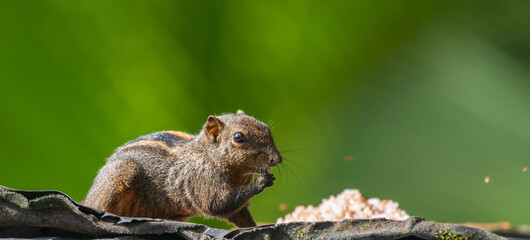 Dusky-striped squirrel (Funambulus layardi) eating food from a bird feeder. Green blurred natural background at Sinharaja Forest Reserve.