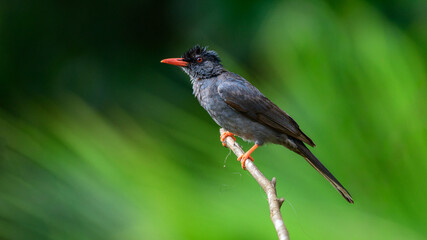 Square-tailed bulbul (Hypsipetes ganeesa) bird perched in a branch against a natural green backdrop in Sinharaja Forest Reserve