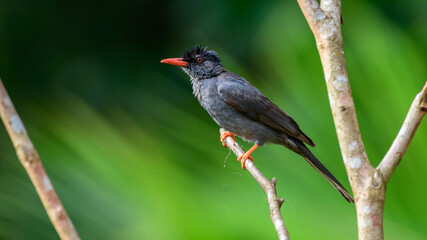 Square-tailed bulbul (Hypsipetes ganeesa) bird perched in a branch against a natural green backdrop in Sinharaja Forest Reserve