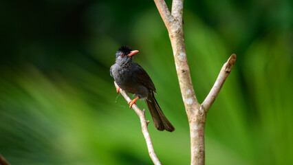 Square-tailed bulbul (Hypsipetes ganeesa) bird perched in a branch against a natural green backdrop in Sinharaja Forest Reserve