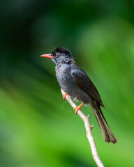 Square-tailed bulbul (Hypsipetes ganeesa) bird perched in a branch against a natural green backdrop in Sinharaja Forest Reserve