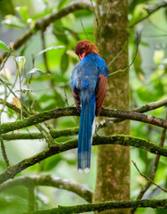 Sri Lanka blue magpie or Ceylon magpie (Urocissa ornata) bird preening feathers, view from bird's back at Sinharaja forest reserve