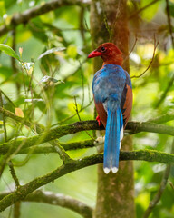 Sri Lanka blue magpie or Ceylon magpie (Urocissa ornata) bird perch on a tree branch at the Sinharaja forest reserve. View from birds' back.