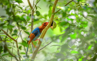 Sri Lanka blue magpie or Ceylon magpie (Urocissa ornata) bird feeds on a snail in a tree branch at the Sinharaja forest reserve. 