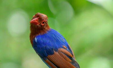 Sri Lanka blue magpie or Ceylon magpie (Urocissa ornata) bird close-up portrait photo against natural green bokeh backdrop.