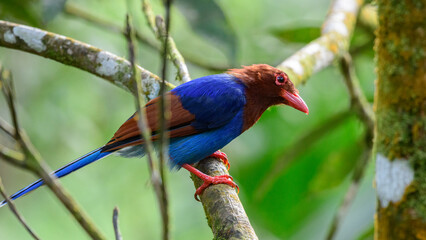 Sri Lanka blue magpie or Ceylon magpie (Urocissa ornata) bird perches on a tree branch at the Sinharaja forest reserve.