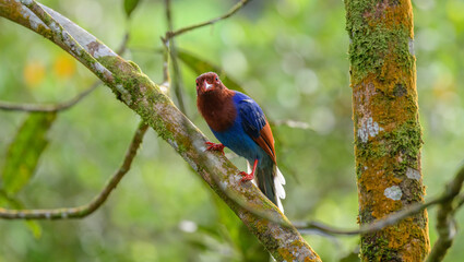 Sri Lanka blue magpie or Ceylon magpie (Urocissa ornata) bird perches on a tree branch at the Sinharaja forest reserve.