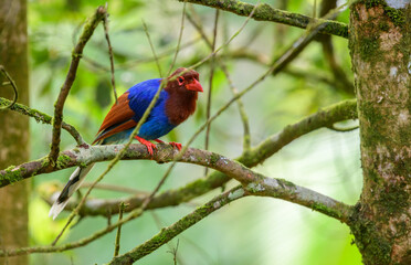 Sri Lanka blue magpie or Ceylon magpie (Urocissa ornata) bird perch on a tree branch at the Sinharaja forest reserve.