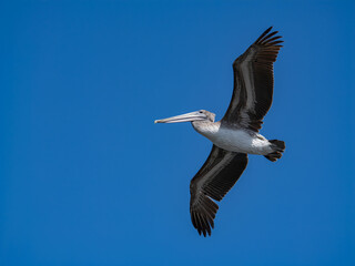 Graceful Flight of a California Brown Pelican