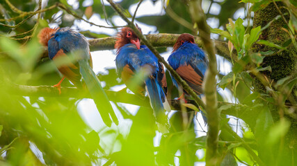 Sri Lanka blue magpies group perch on a tree branch at the Sinharaja forest reserve. Shot from behind.