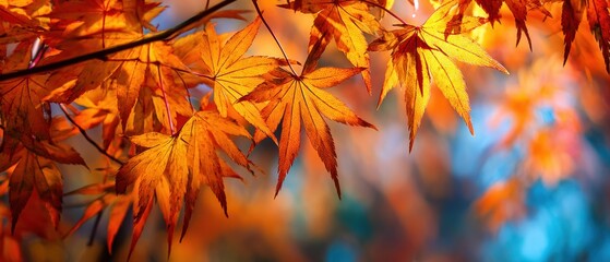 Bright orange autumn leaves on tree branches with a soft, colorful blurred background