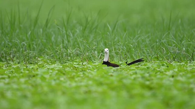 Pheasant-tailed Jacana standing gracefully in lush wetland surrounded by aquatic plants.