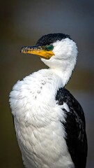 Close-up of a cormorant