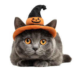 Halloween cat with pumpkin witch hat isolated on transparent PNG background, white background, cut out