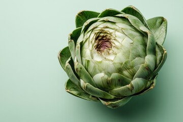 Fototapeta premium Artichoke with layered leaves opened on a soft pale mint background in a calm setting