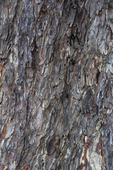 The rough skin of Chamchuri tree