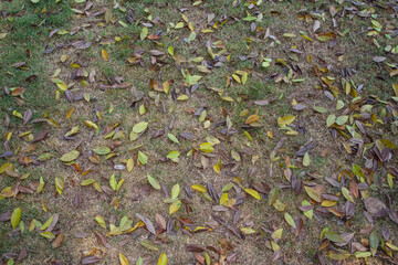 Many leaves fall on the floor.
