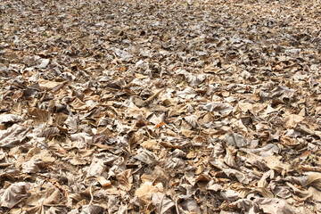 Many leaves fall on the floor.